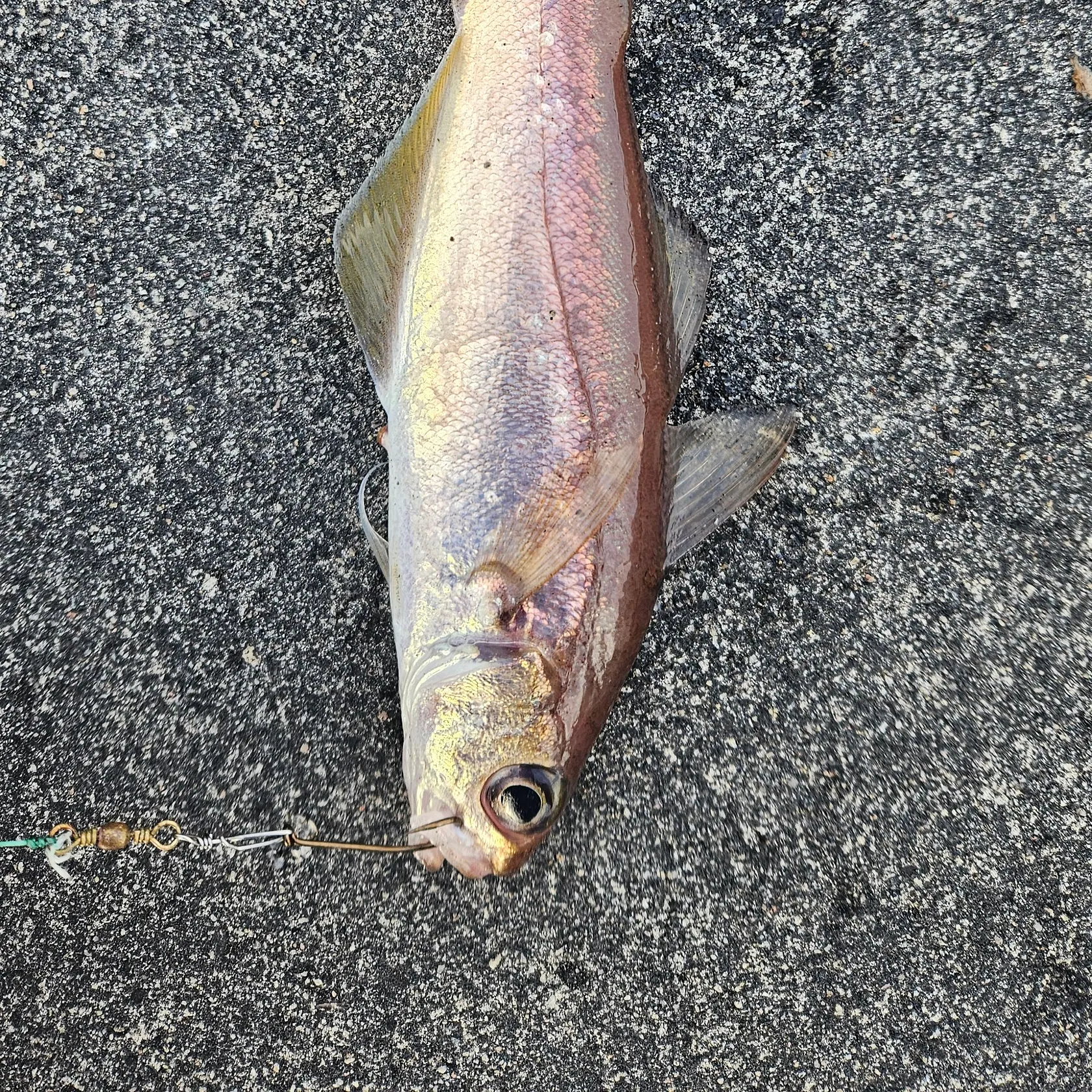 The most recent Poor cod catches on Fishbrain