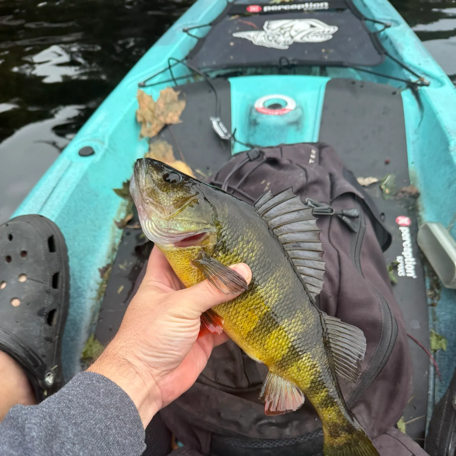Yellow perch caught on Fishbrain