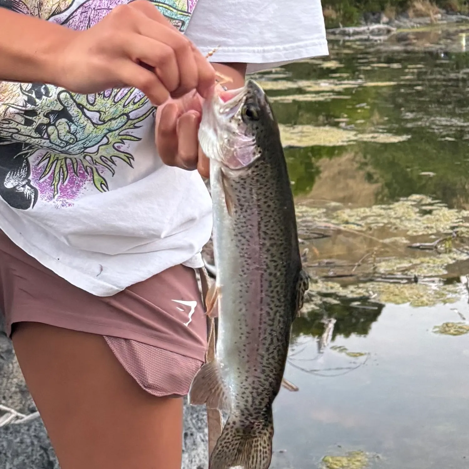 Rainbow trout caught on Fishbrain