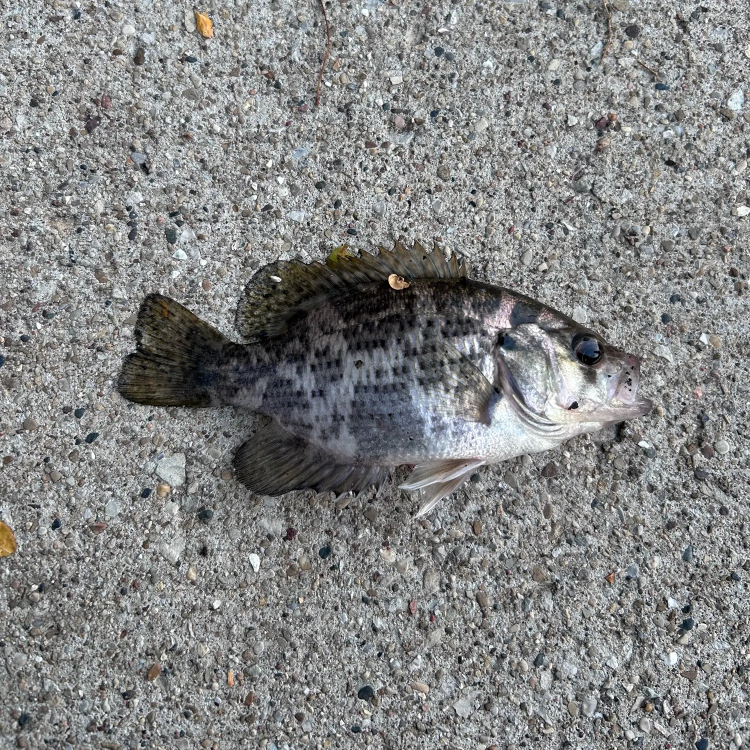 Rock bass caught on Fishbrain