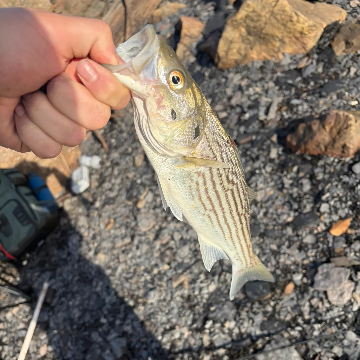 Striped bass caught on Fishbrain