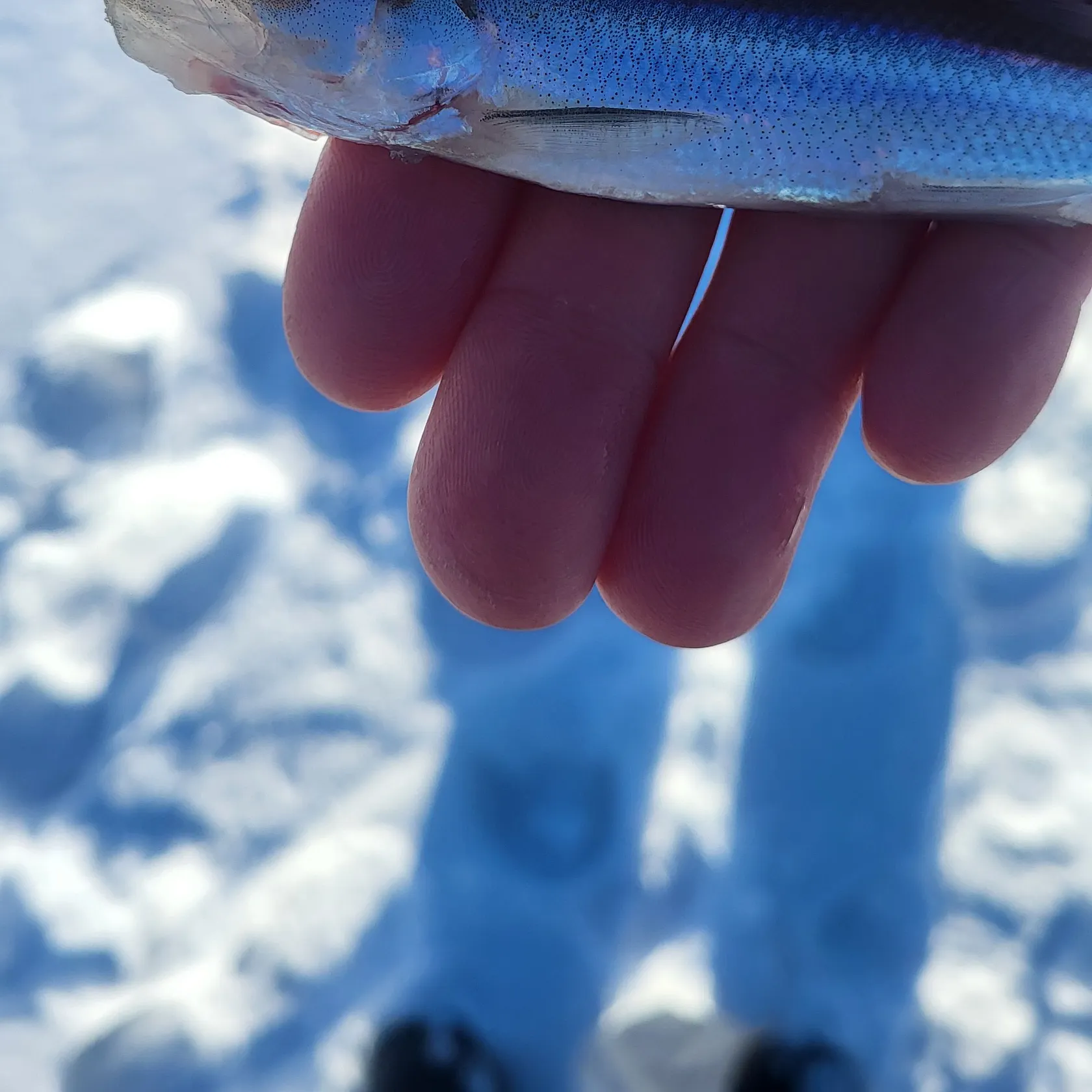 The most recent European smelt catches on Fishbrain