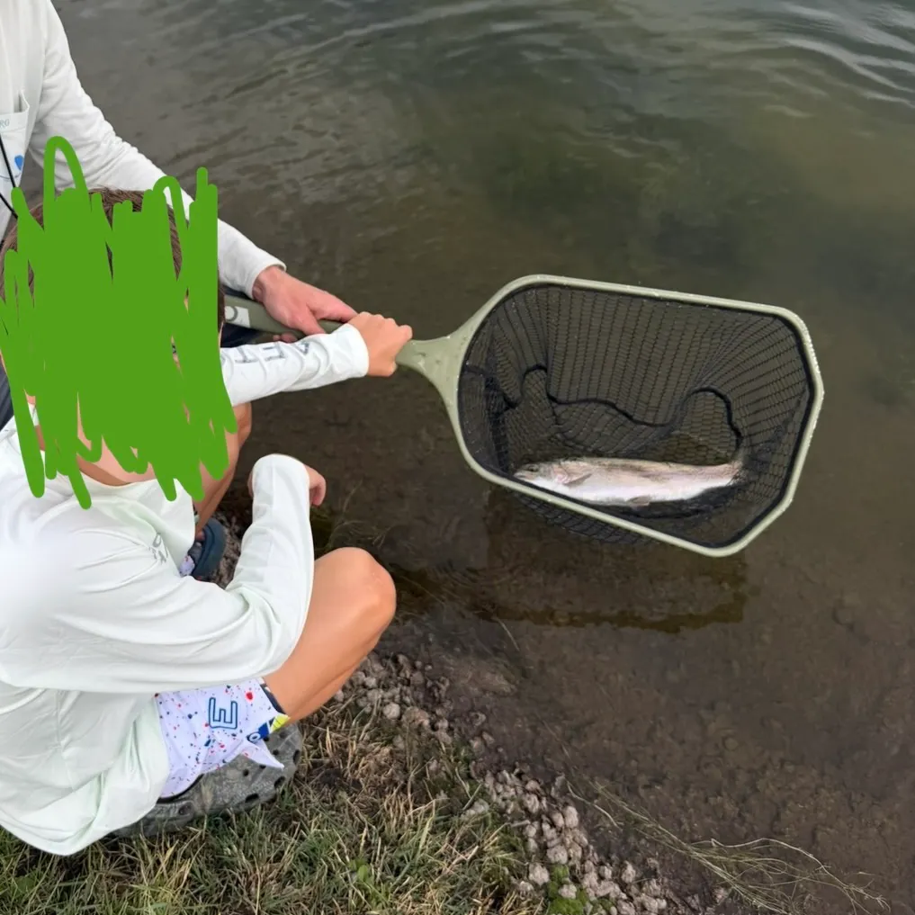 Rainbow trout caught on Fishbrain