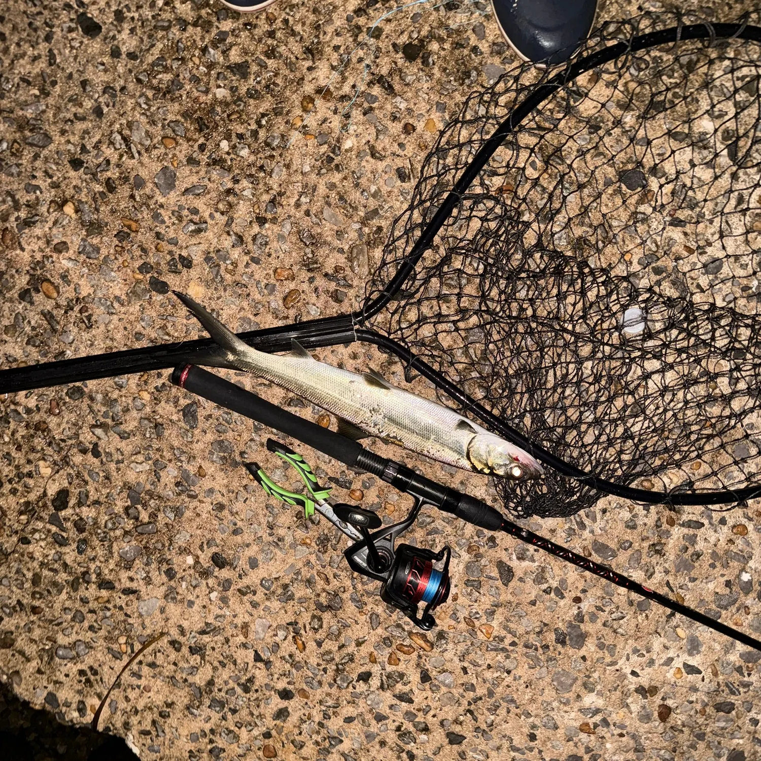 Ladyfish caught on Fishbrain