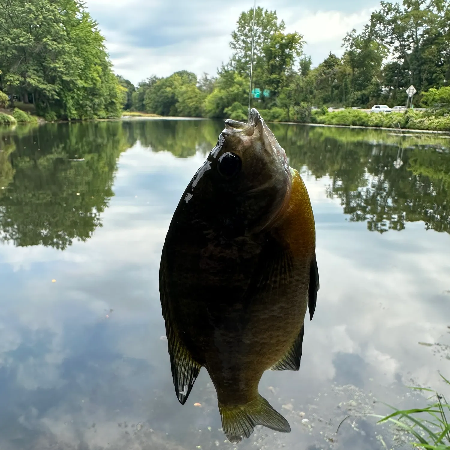 Bluegill caught on Fishbrain