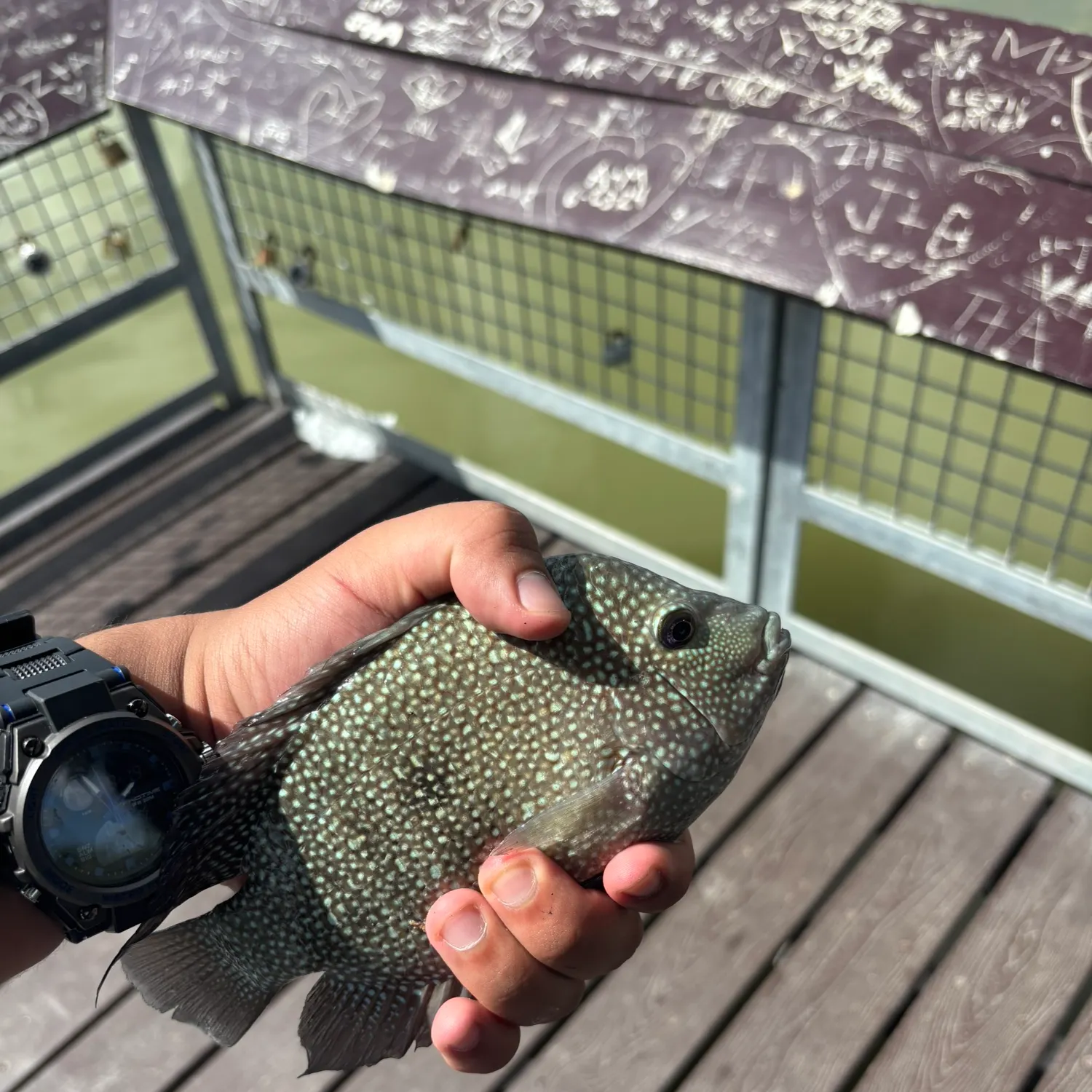 recently logged catches