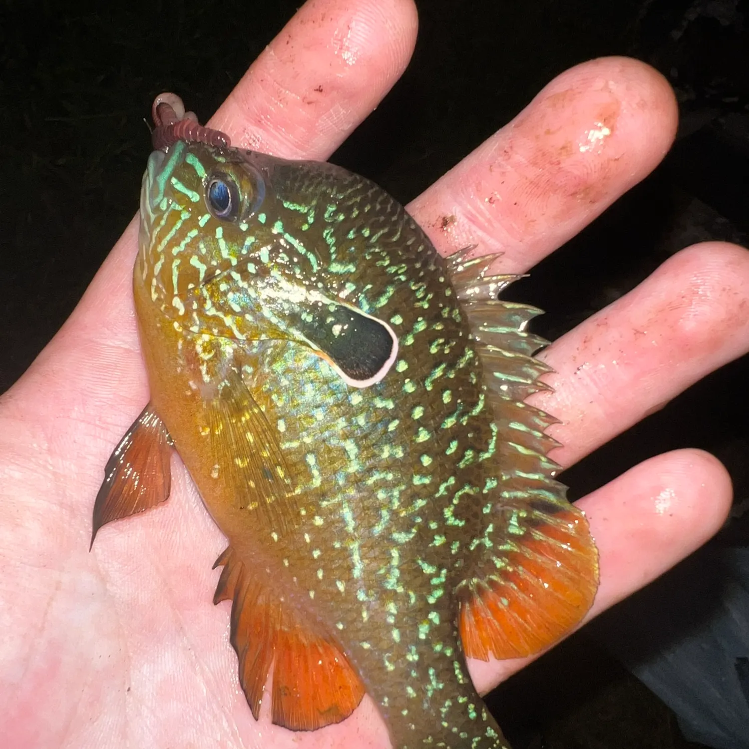 The most recent Swampland longear sunfish catches on Fishbrain