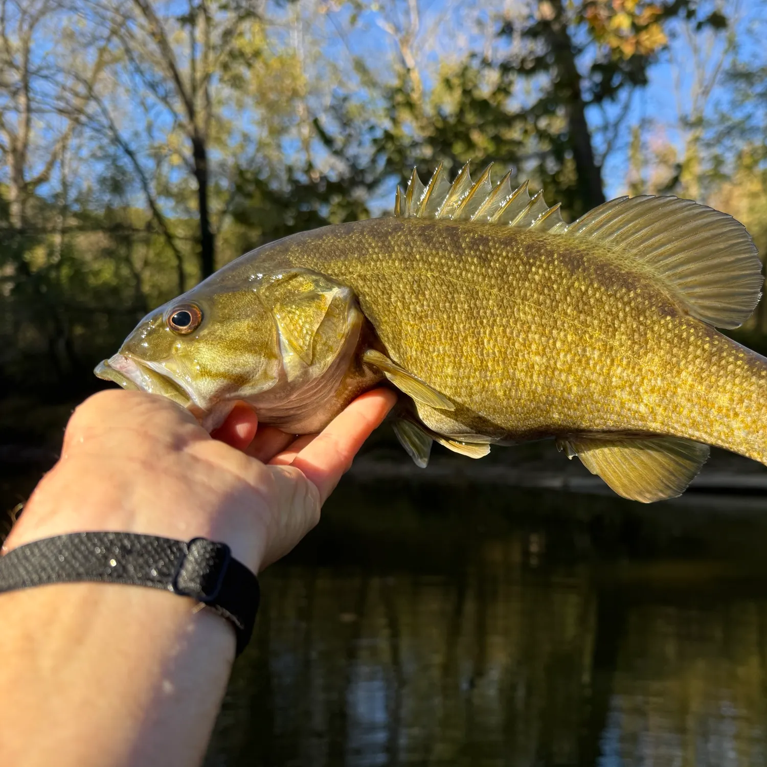 Smallmouth bass caught on Fishbrain