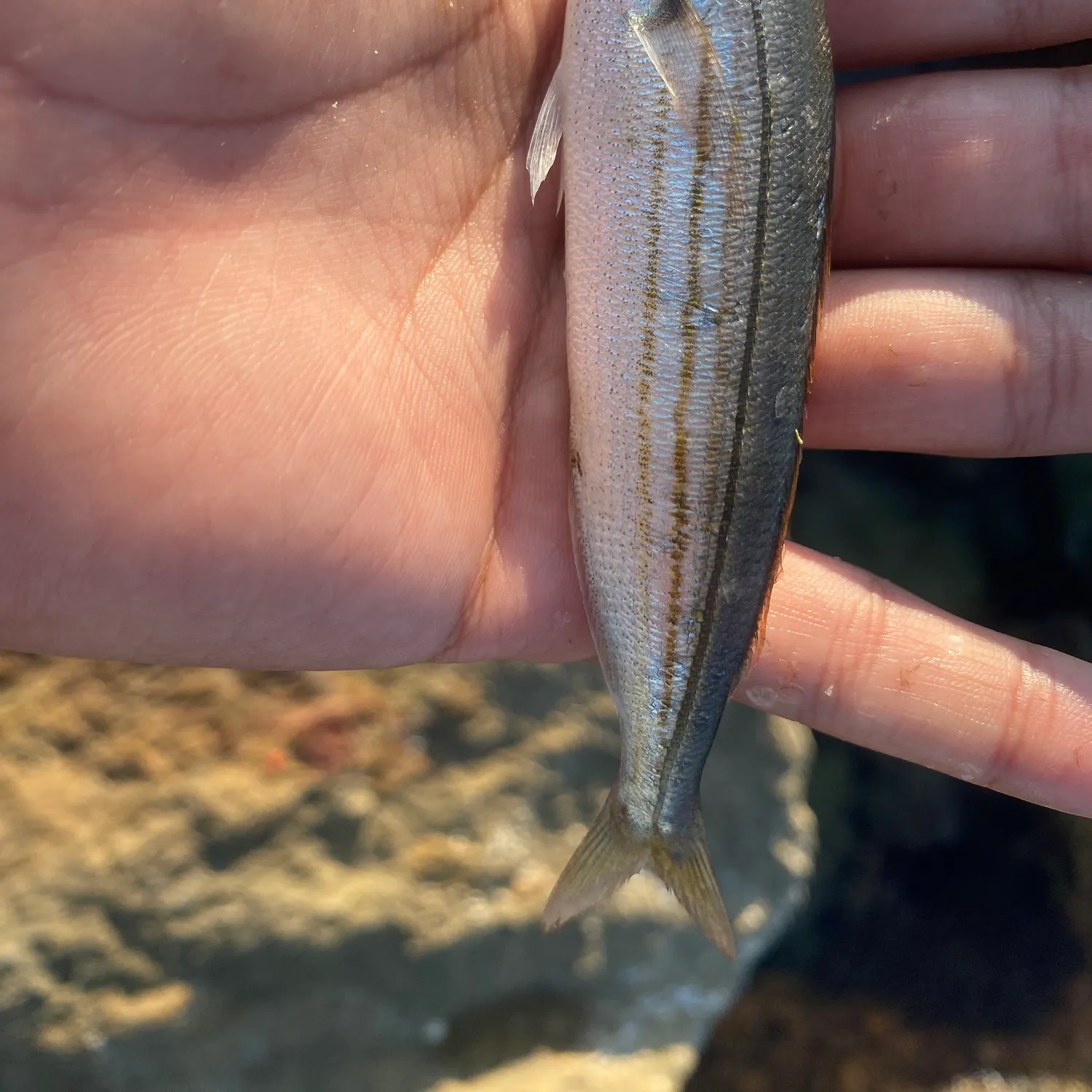 The most recent Bogue catches on Fishbrain