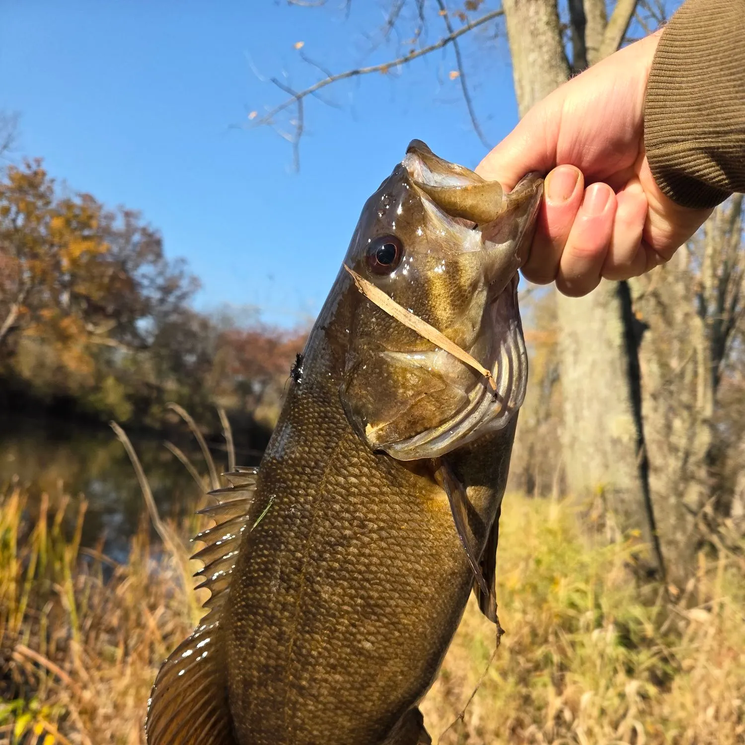 The most recent Smallmouth bass catches on Fishbrain