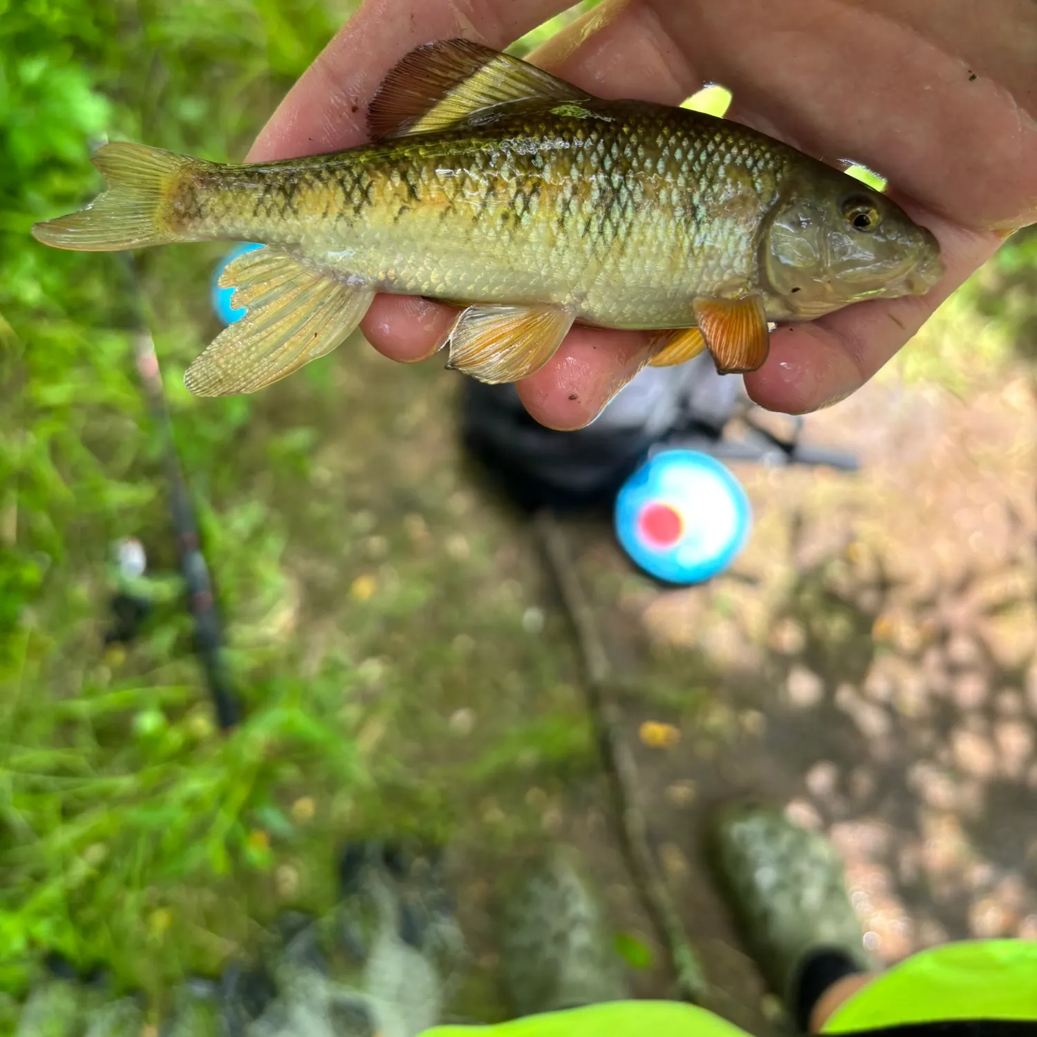 The most recent Eastern creek chubsucker catches on Fishbrain