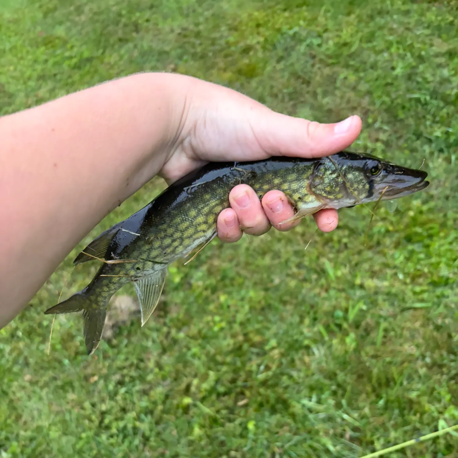 Chain pickerel caught on Fishbrain