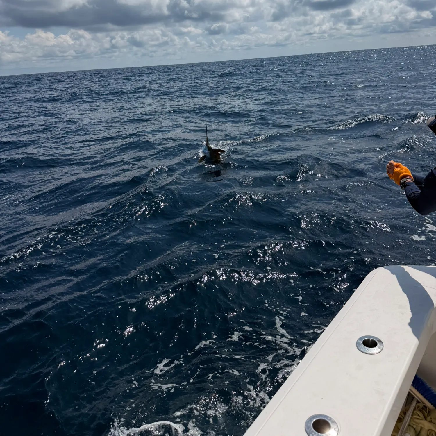 The most recent Atlantic white marlin catches on Fishbrain