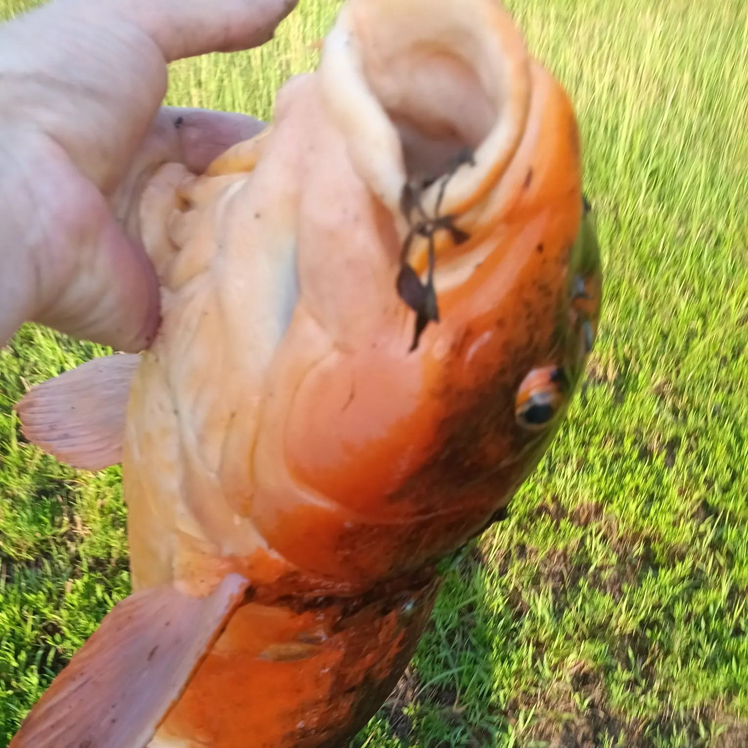 Koi carp caught on Fishbrain