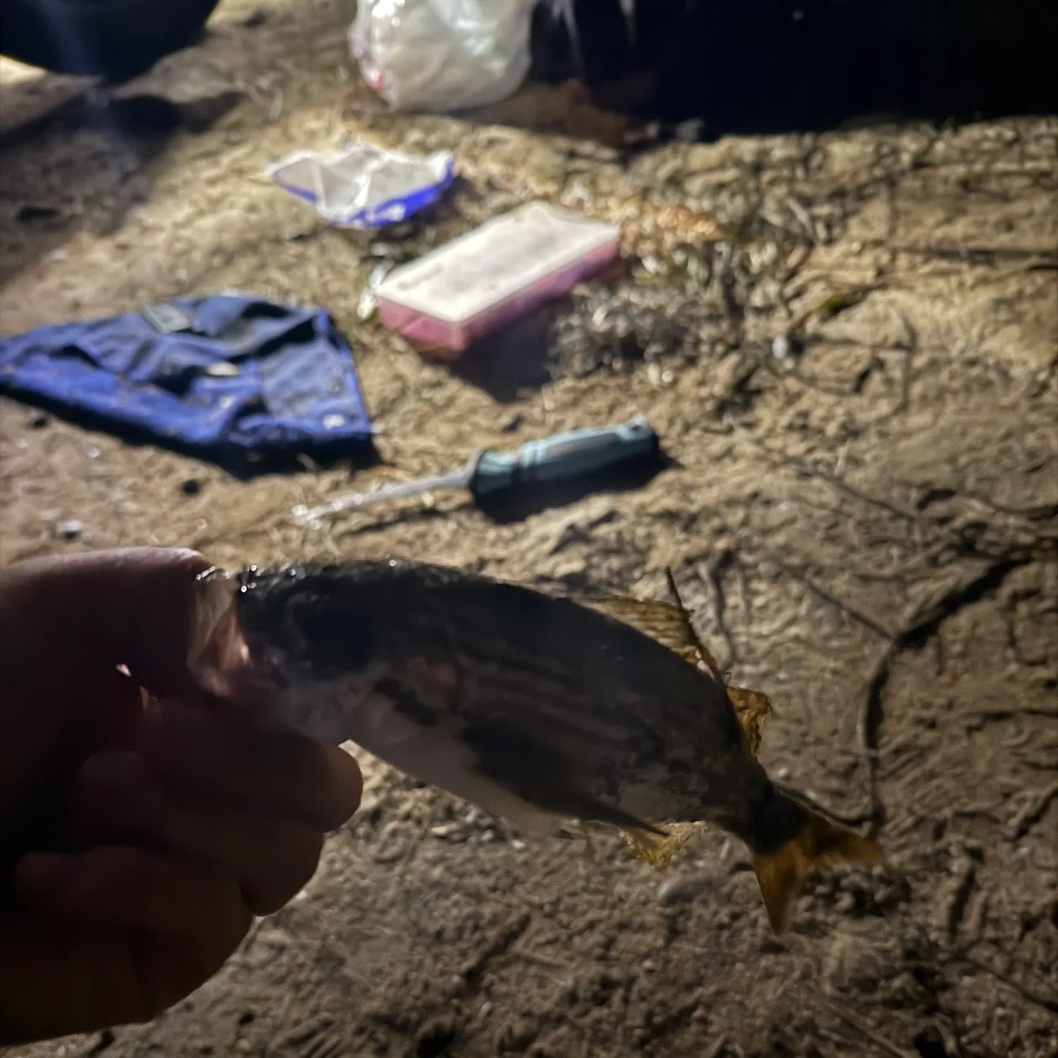 The most recent Salema porgy catches on Fishbrain