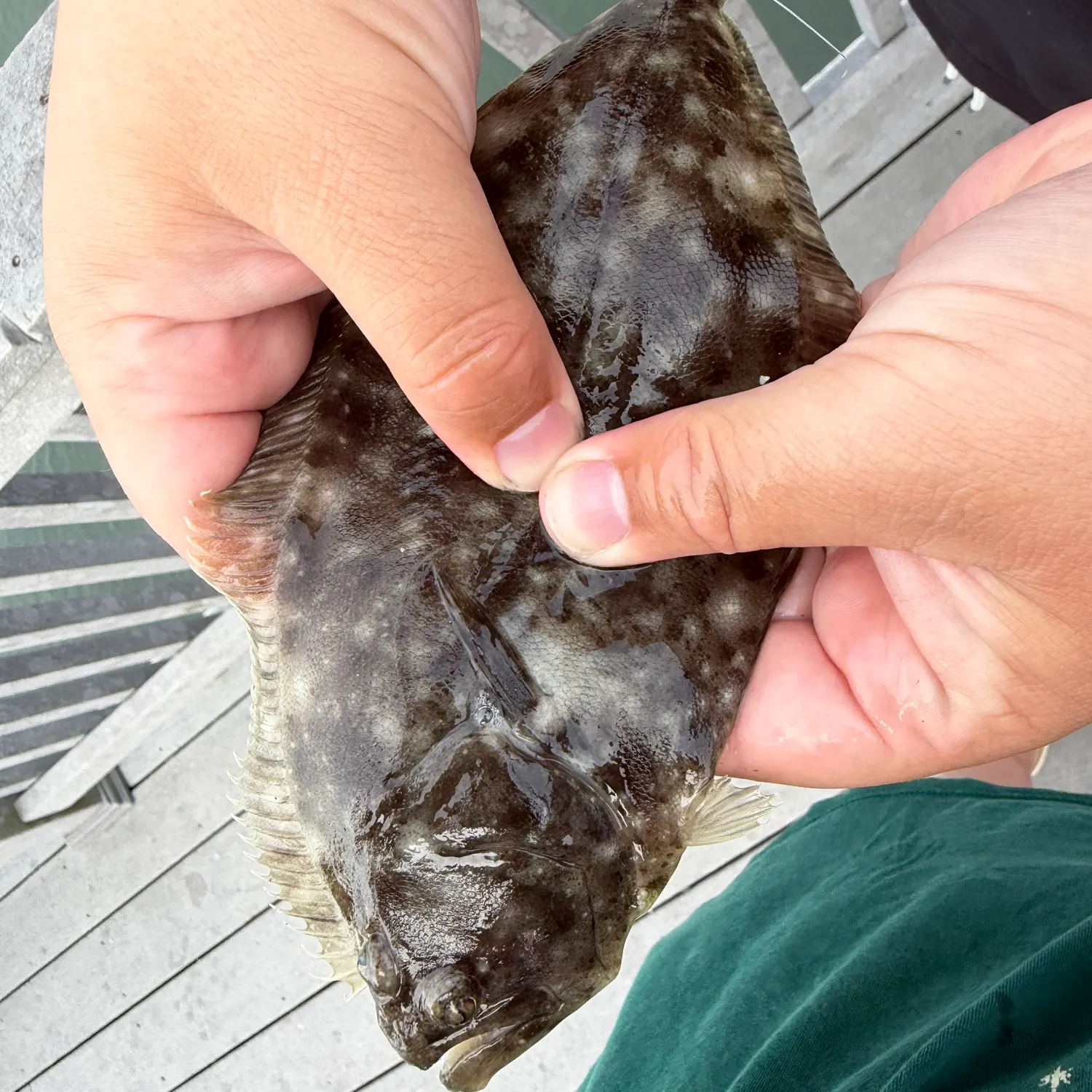 Summer flounder caught on Fishbrain