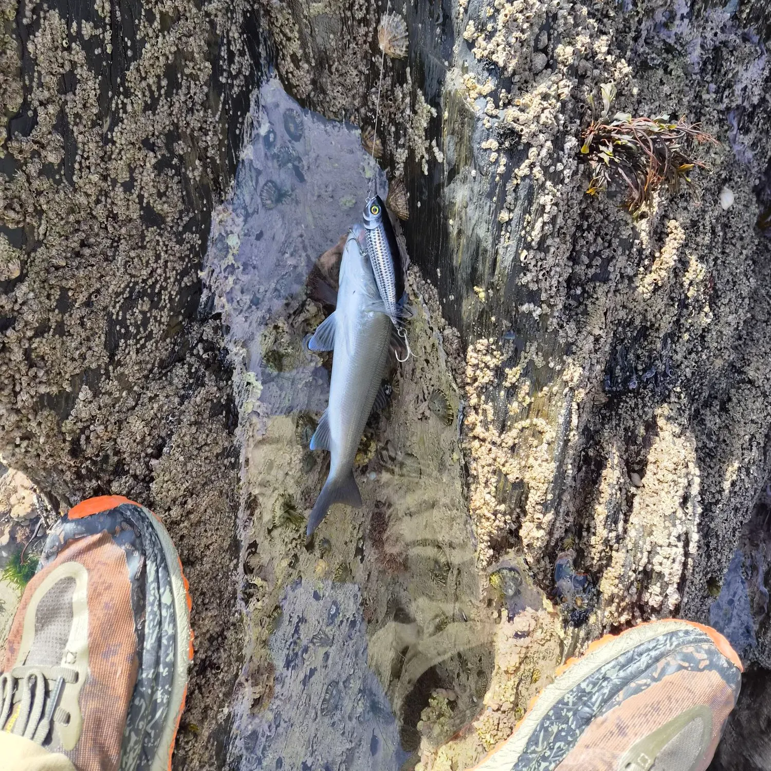 European seabass caught on Fishbrain