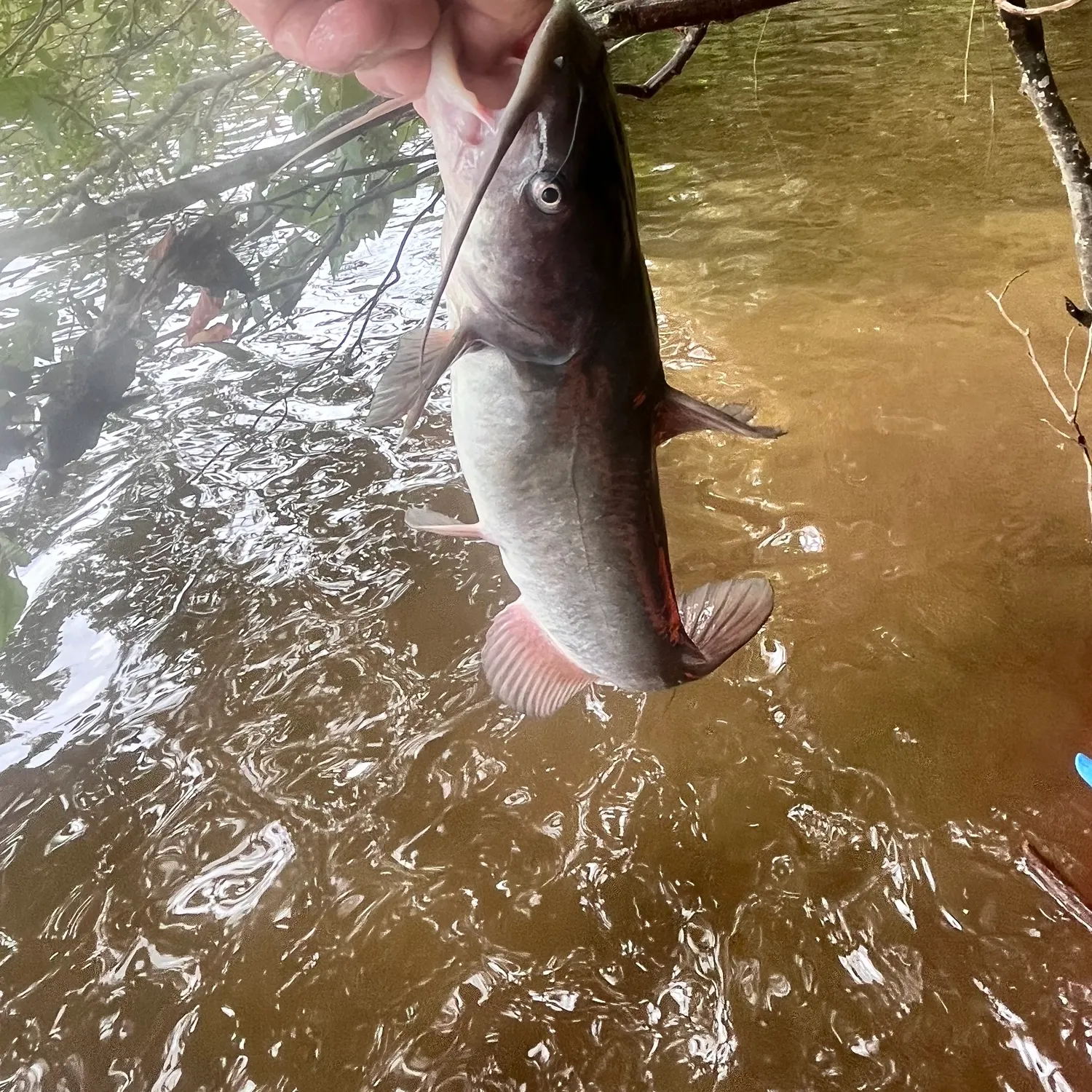 White bullhead caught on Fishbrain