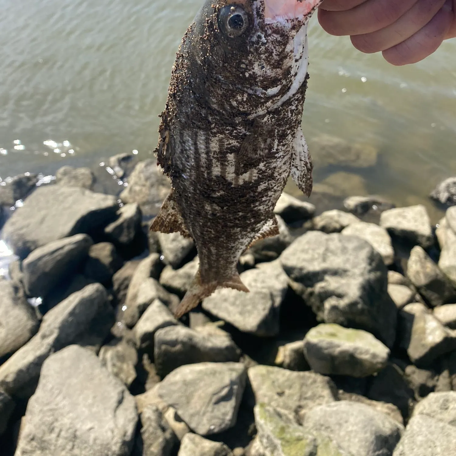 angler catch