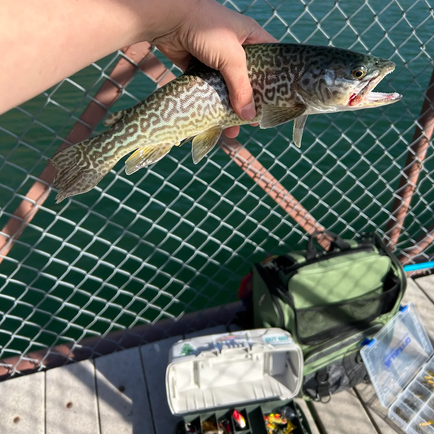 The most recent Tiger trout catches on Fishbrain