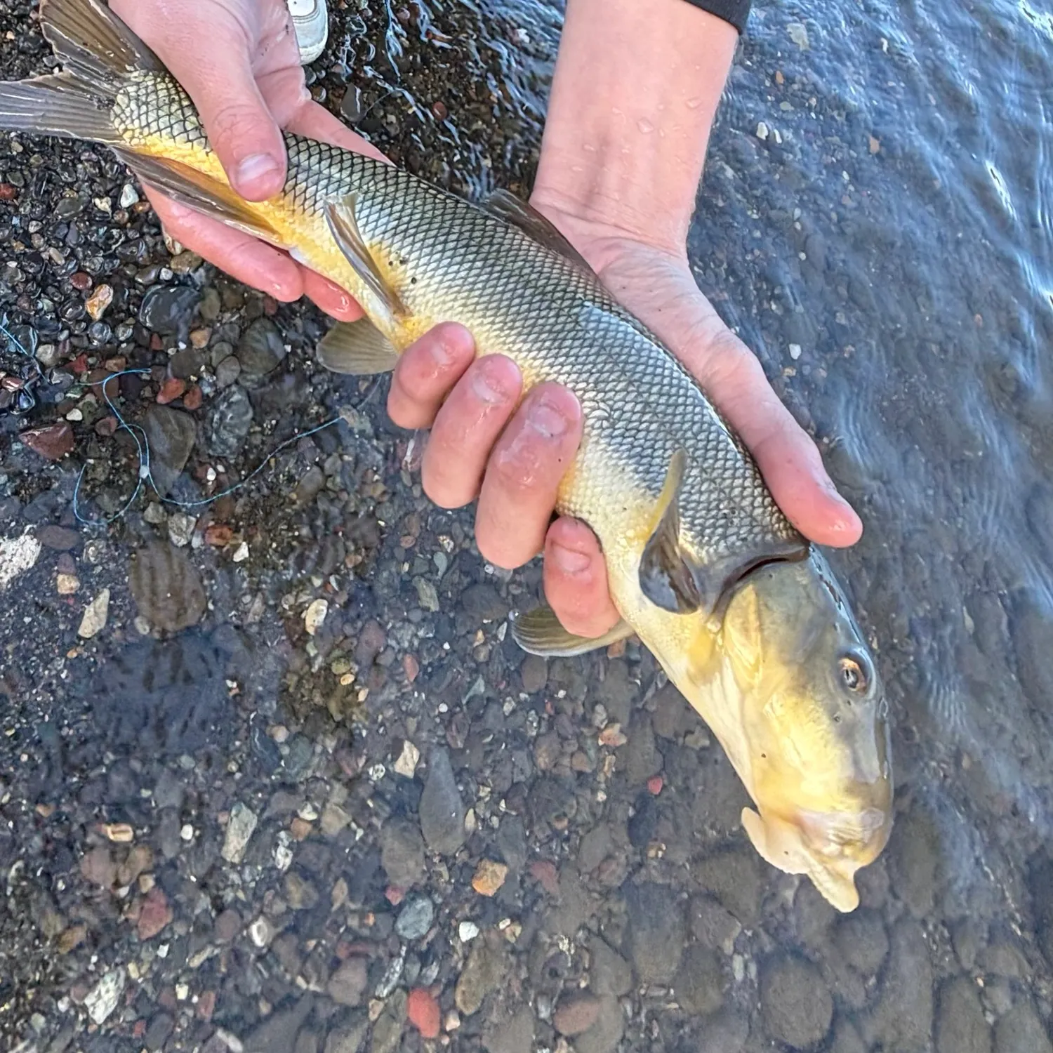 Largescale sucker caught on Fishbrain