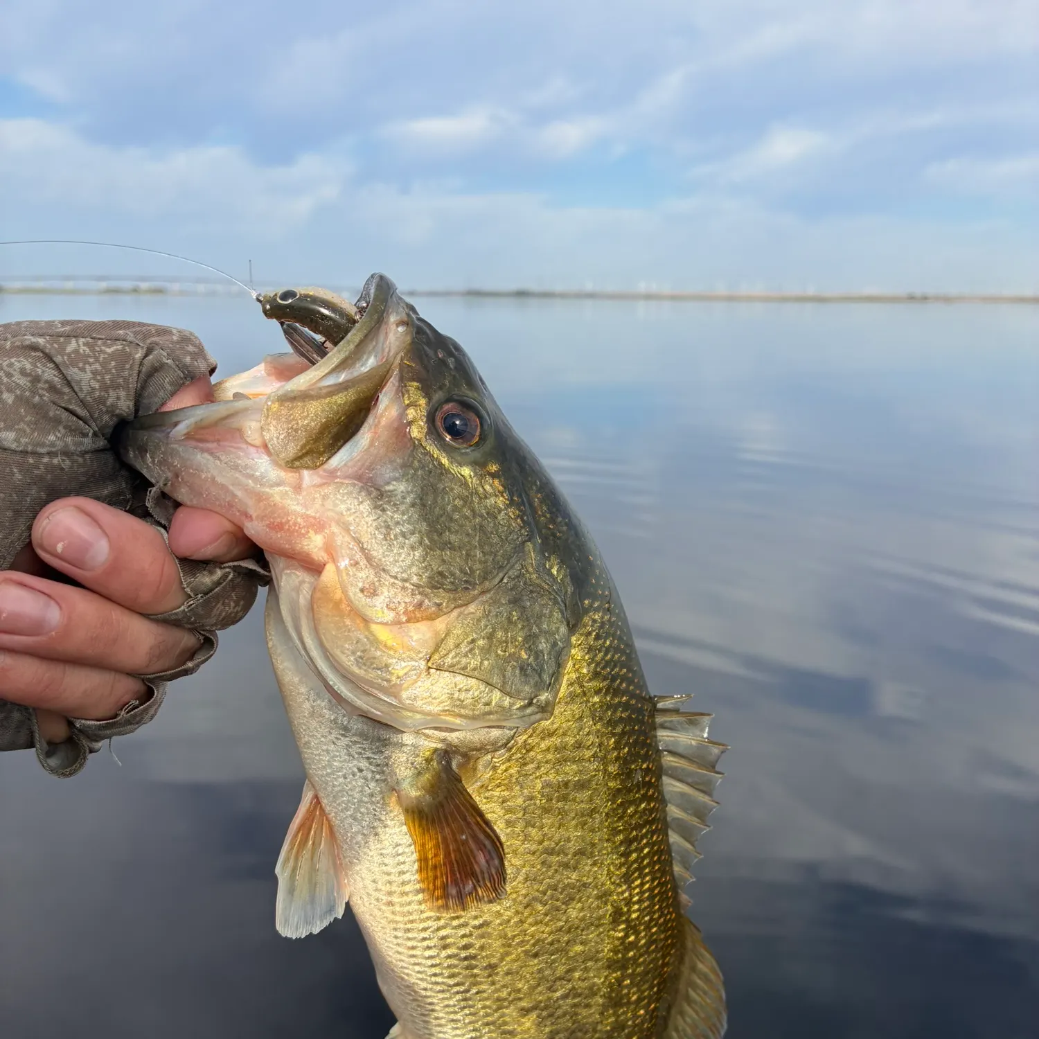 Largemouth bass caught on Fishbrain