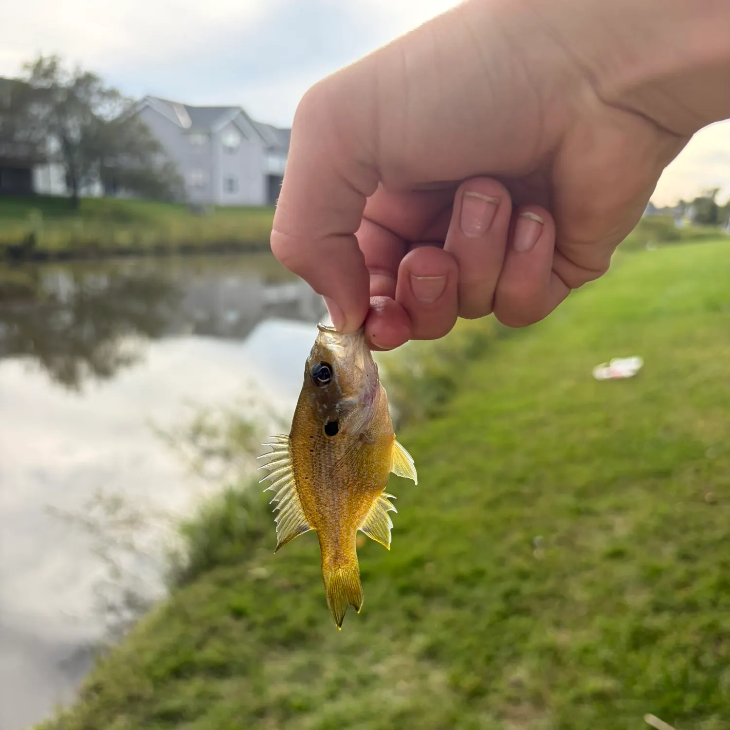 Green sunfish caught on Fishbrain