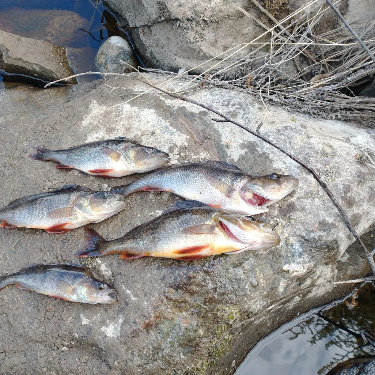 recently logged catches