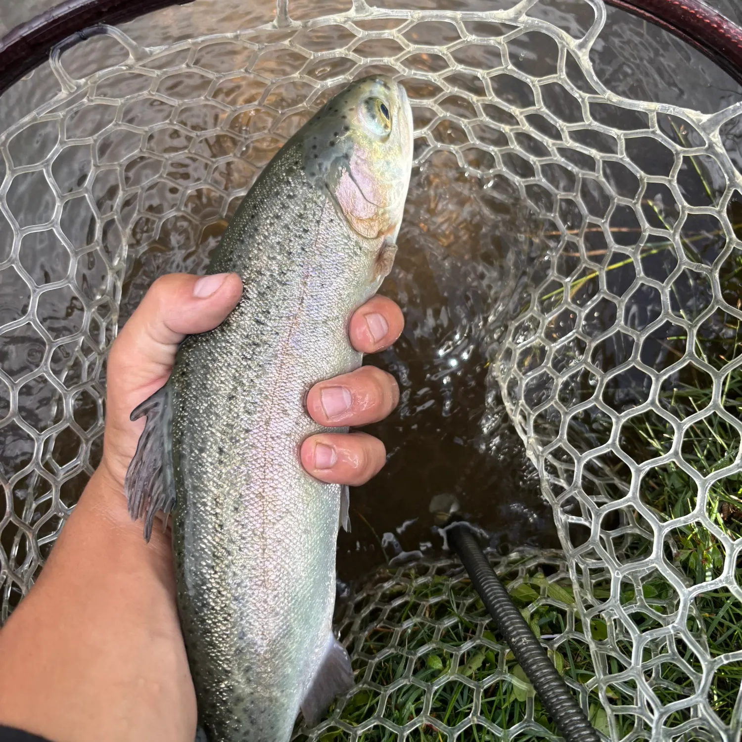 Rainbow trout caught on Fishbrain