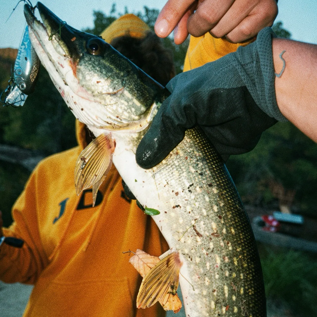 Northern pike caught on Fishbrain