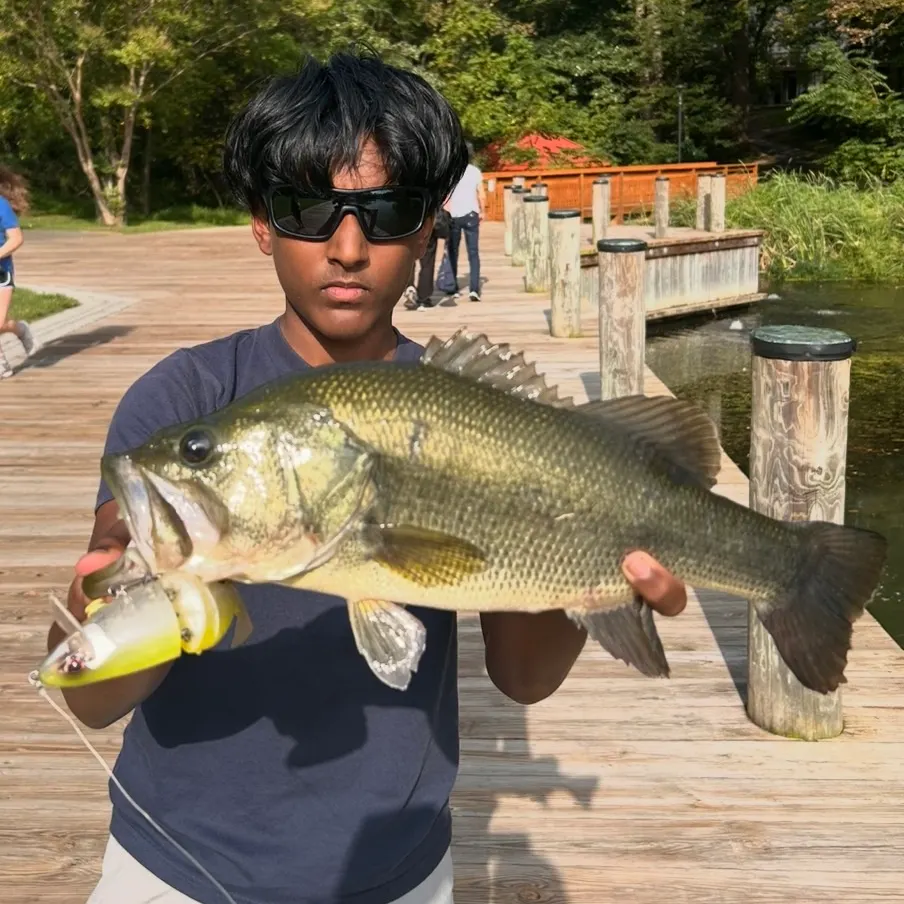 Largemouth bass caught on Fishbrain