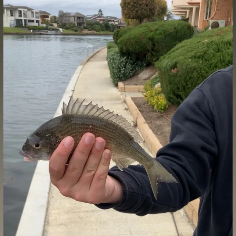 The most recent Southern black bream catches on Fishbrain