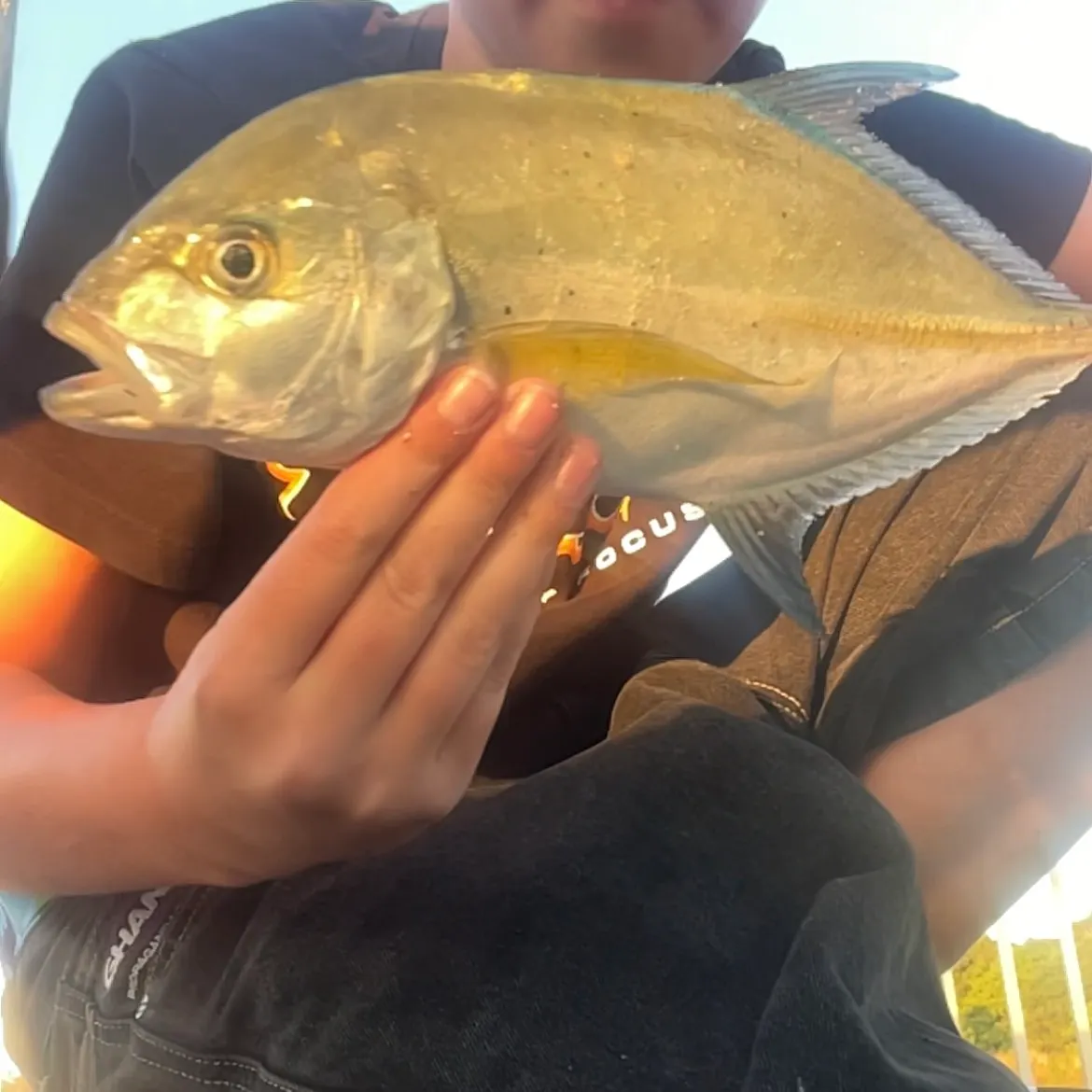 Bluefin trevally caught on Fishbrain