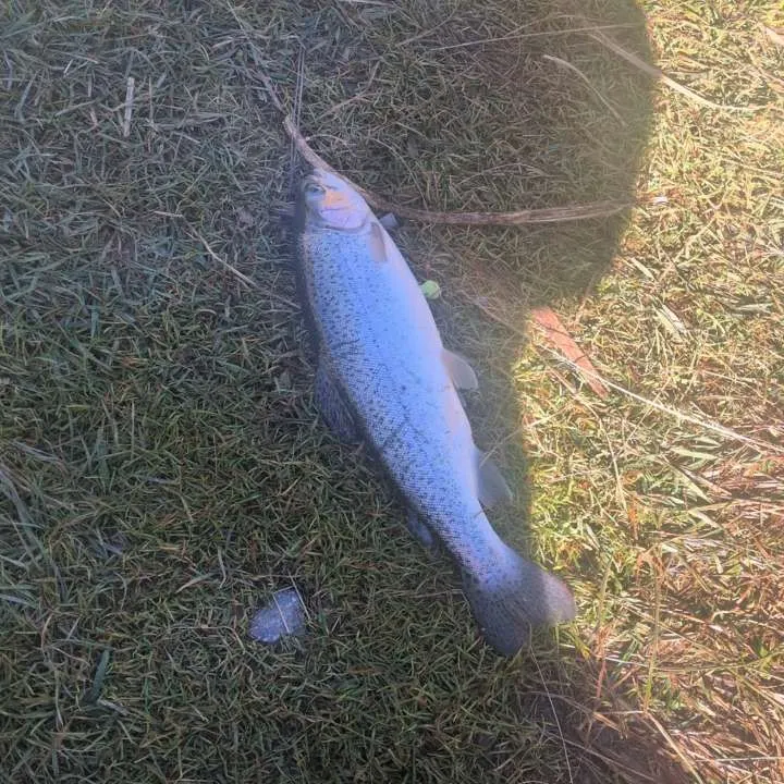 Cutbow caught on Fishbrain