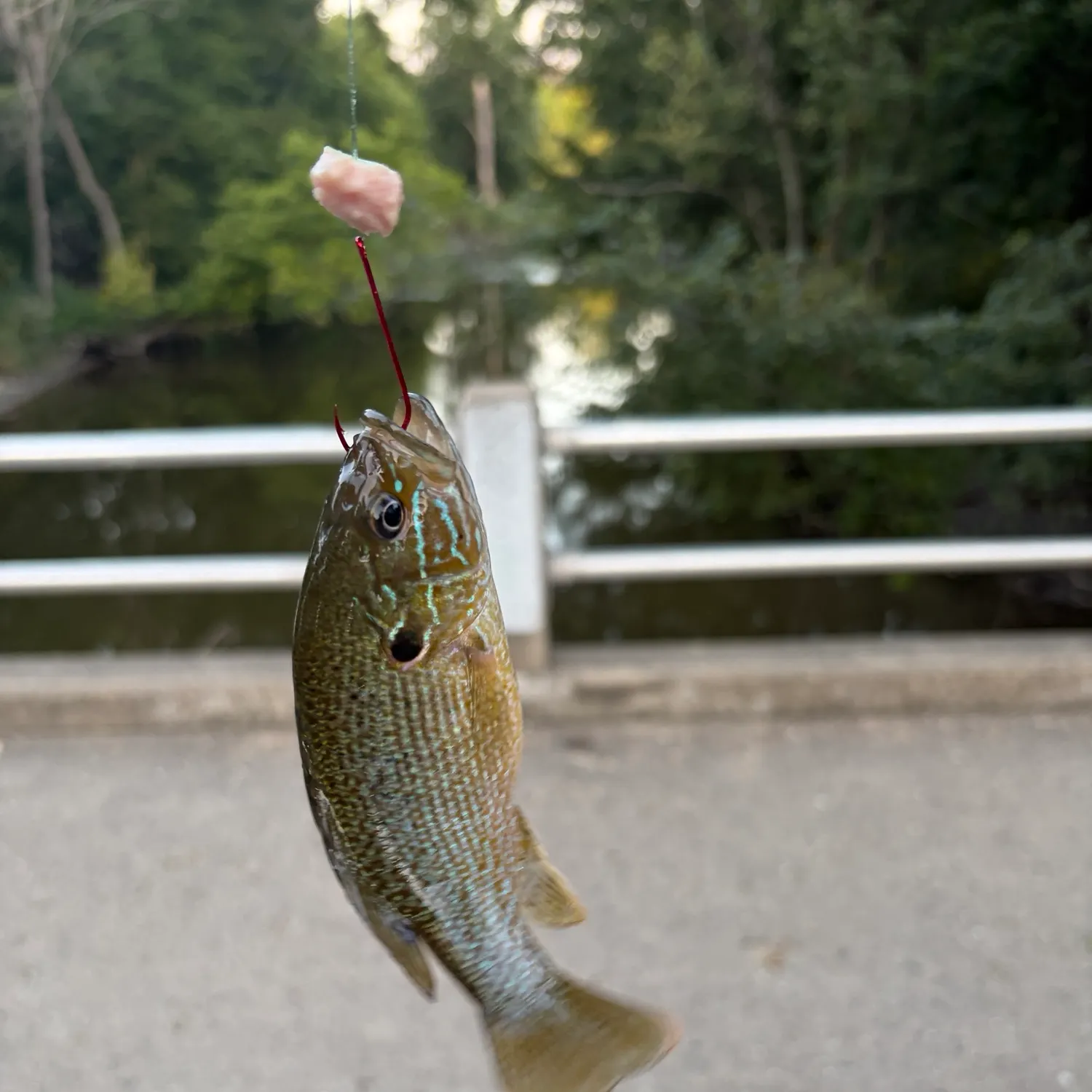 Green sunfish caught on Fishbrain