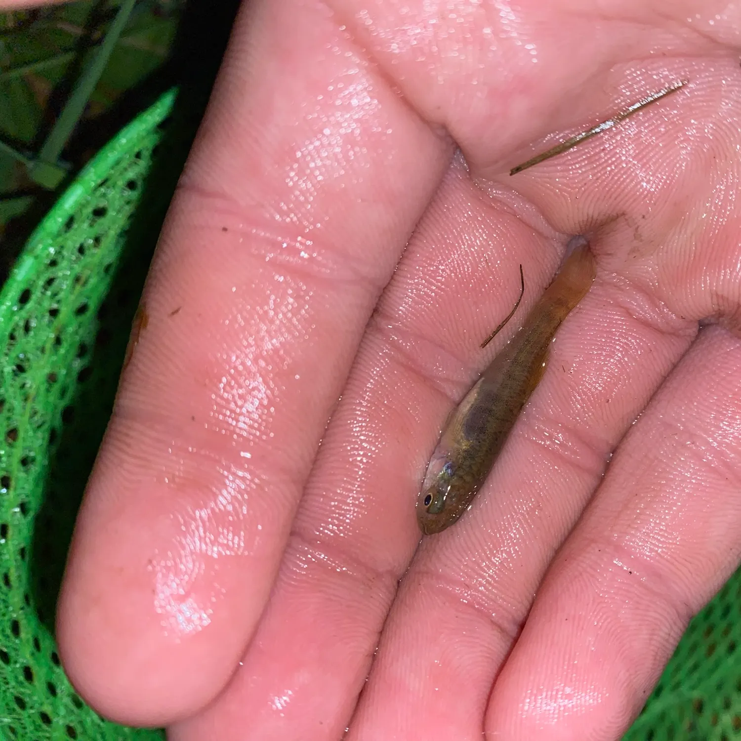 Mummichog caught on Fishbrain