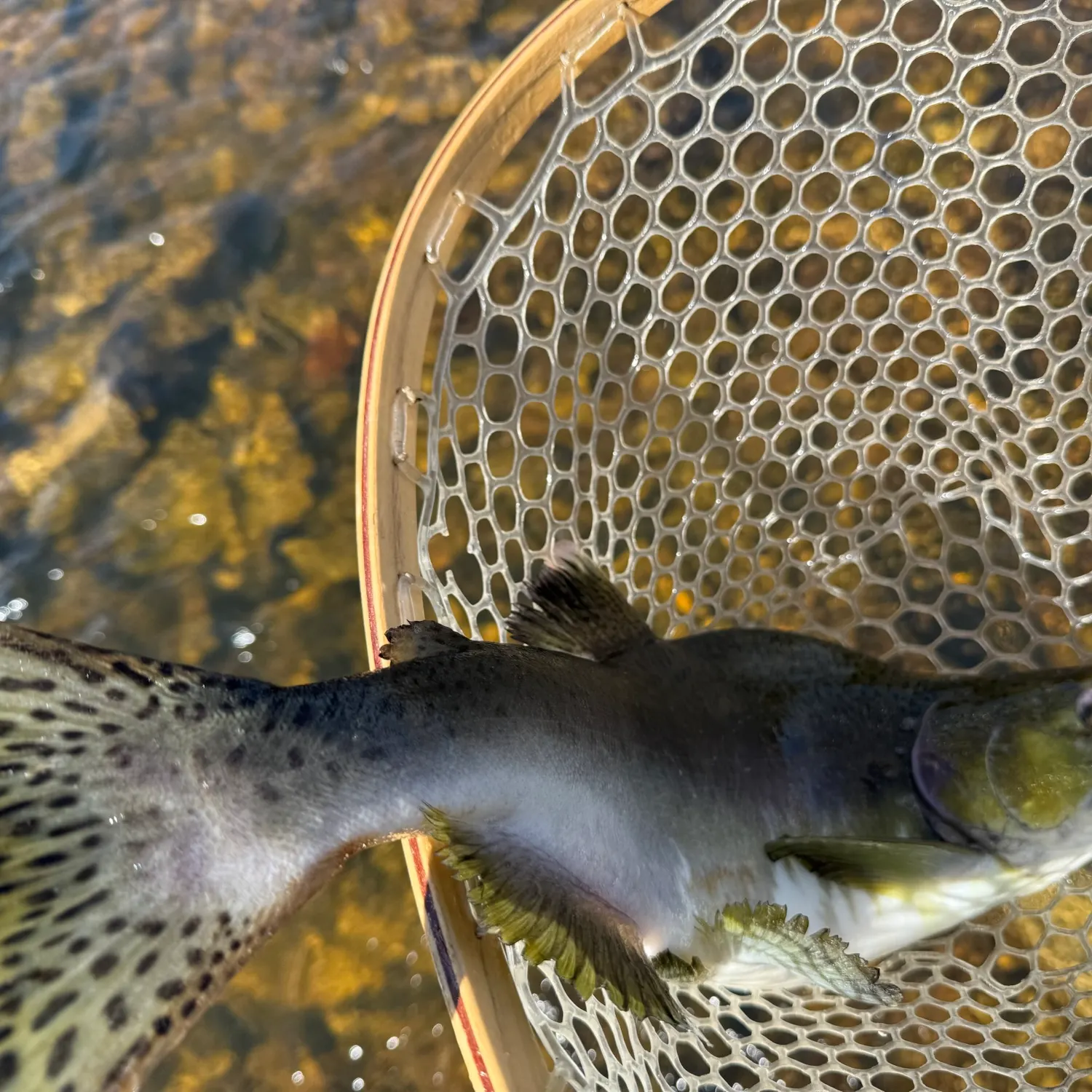 Pink salmon caught on Fishbrain