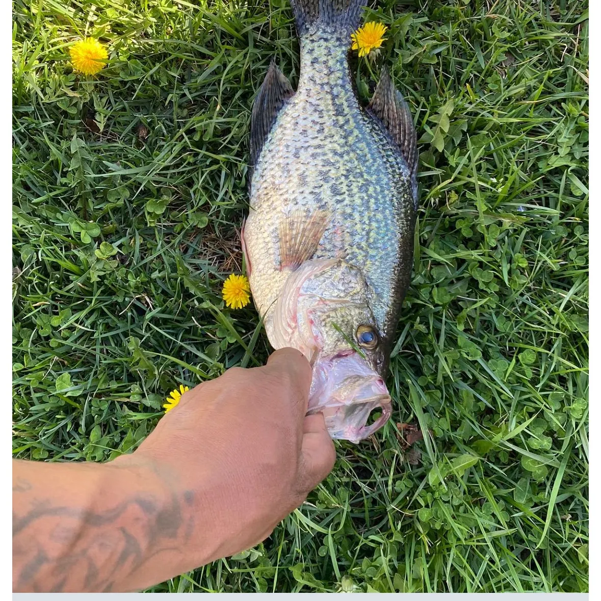 The most recent Black crappie catches on Fishbrain