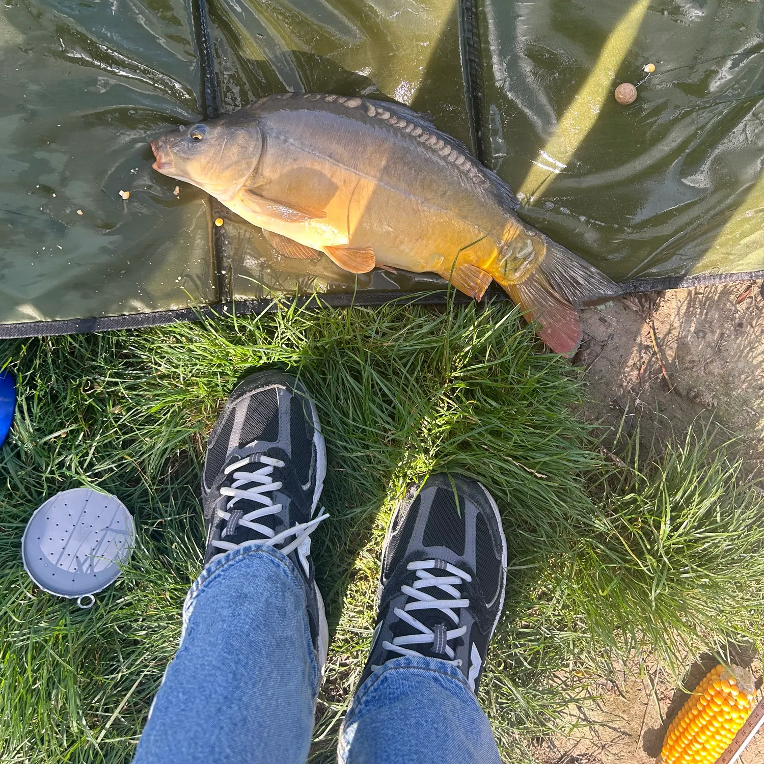 Leather carp caught on Fishbrain