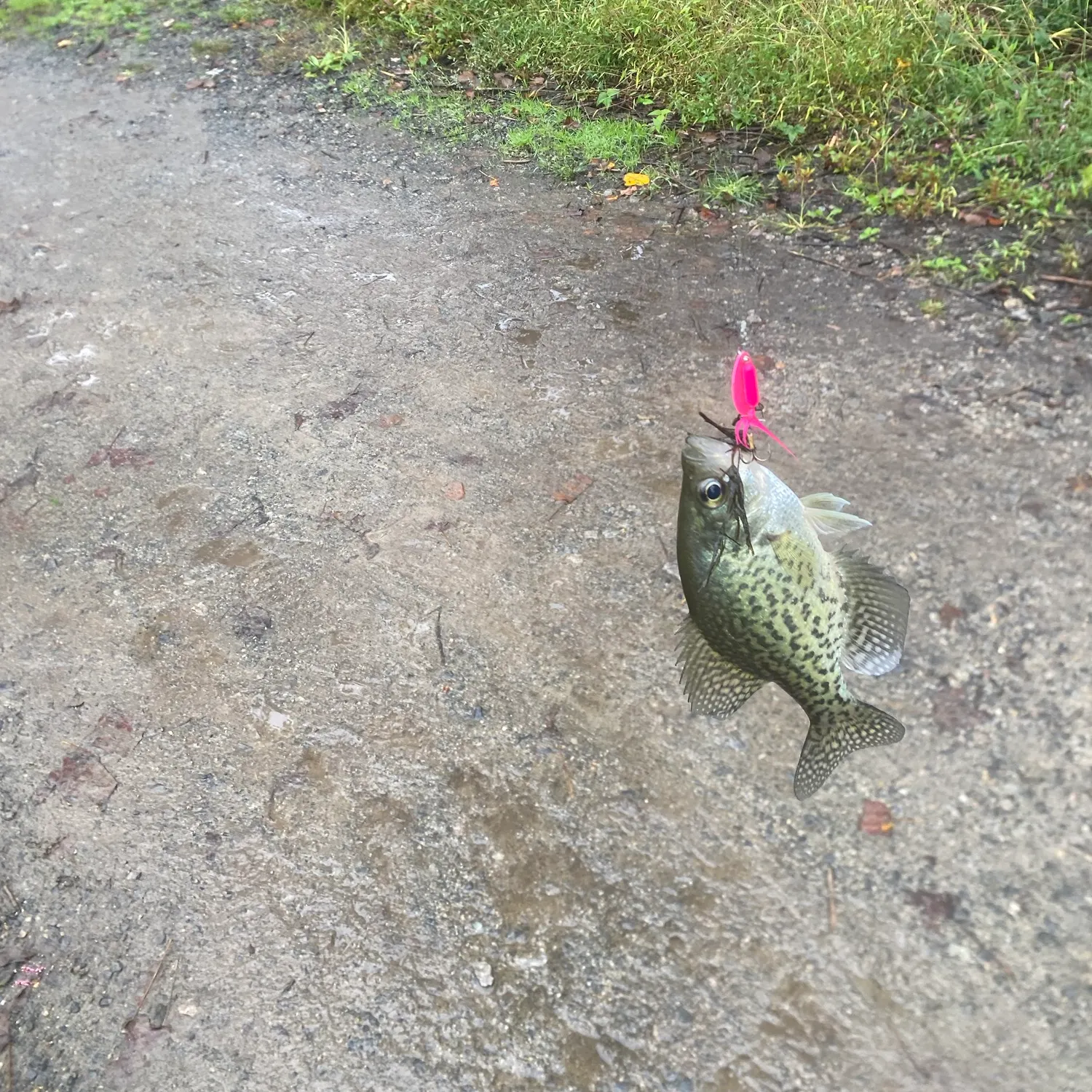 White crappie caught on Fishbrain