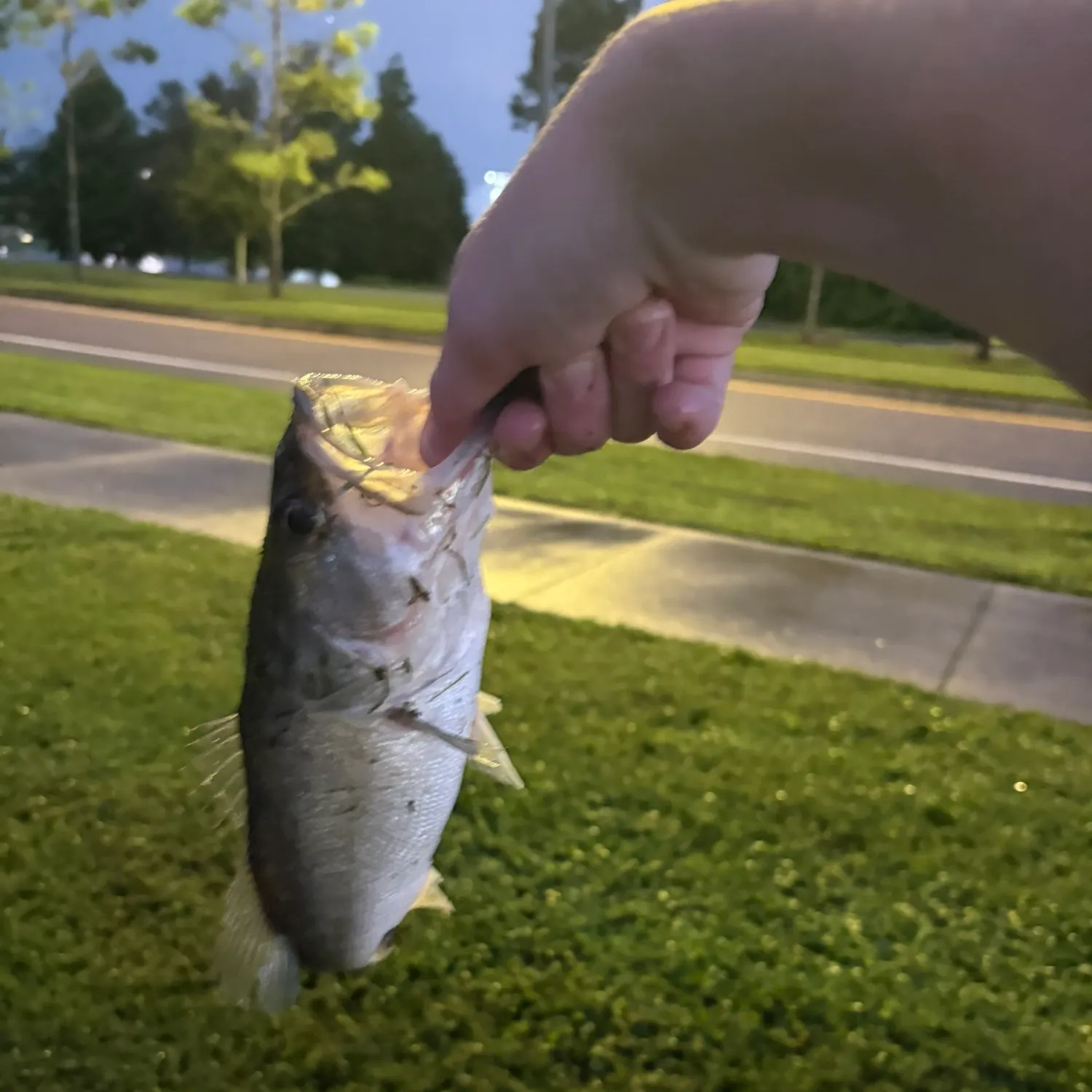 Fish caught on Fishbrain