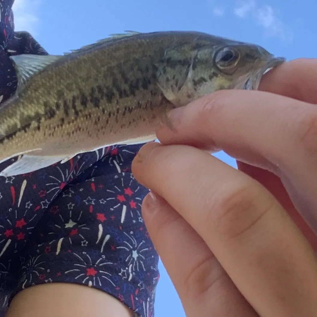 Smallmouth bass caught on Fishbrain