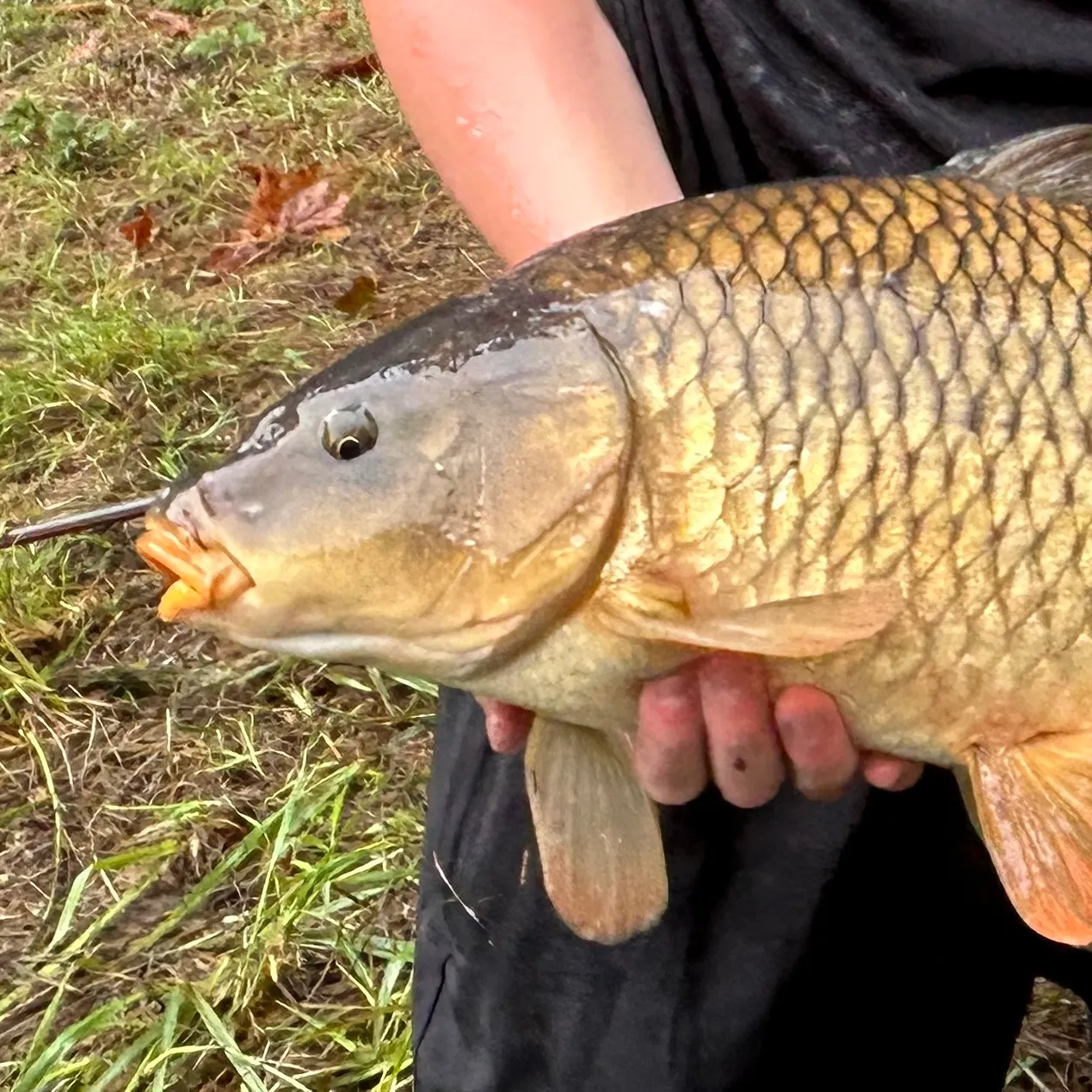 The most recent Common carp catches on Fishbrain