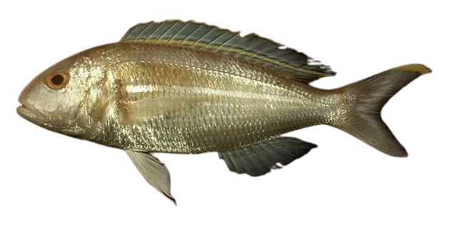 Ornate threadfin bream