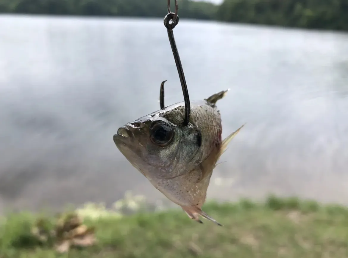 Bluegill Bodypart