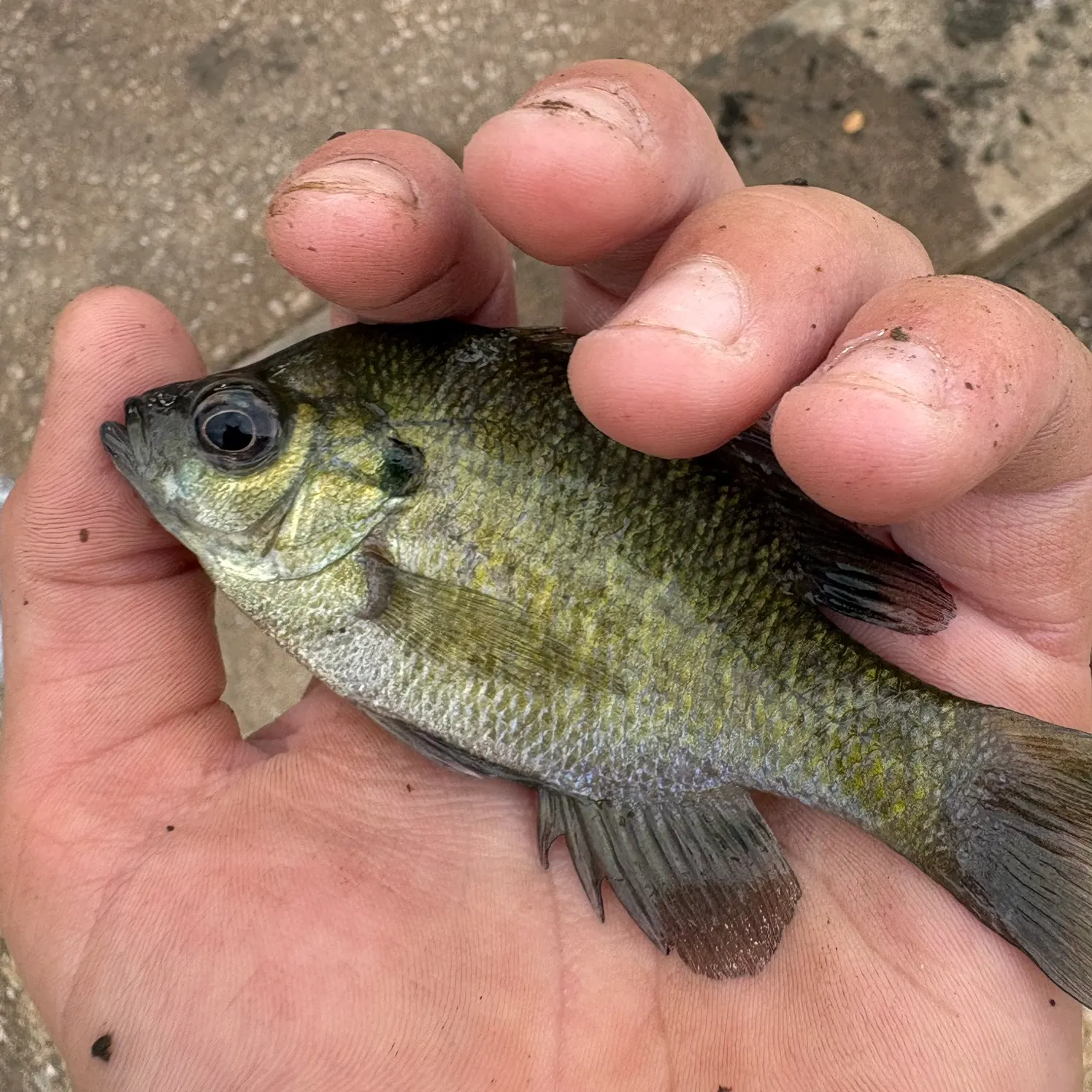 Green sunfish caught on Fishbrain