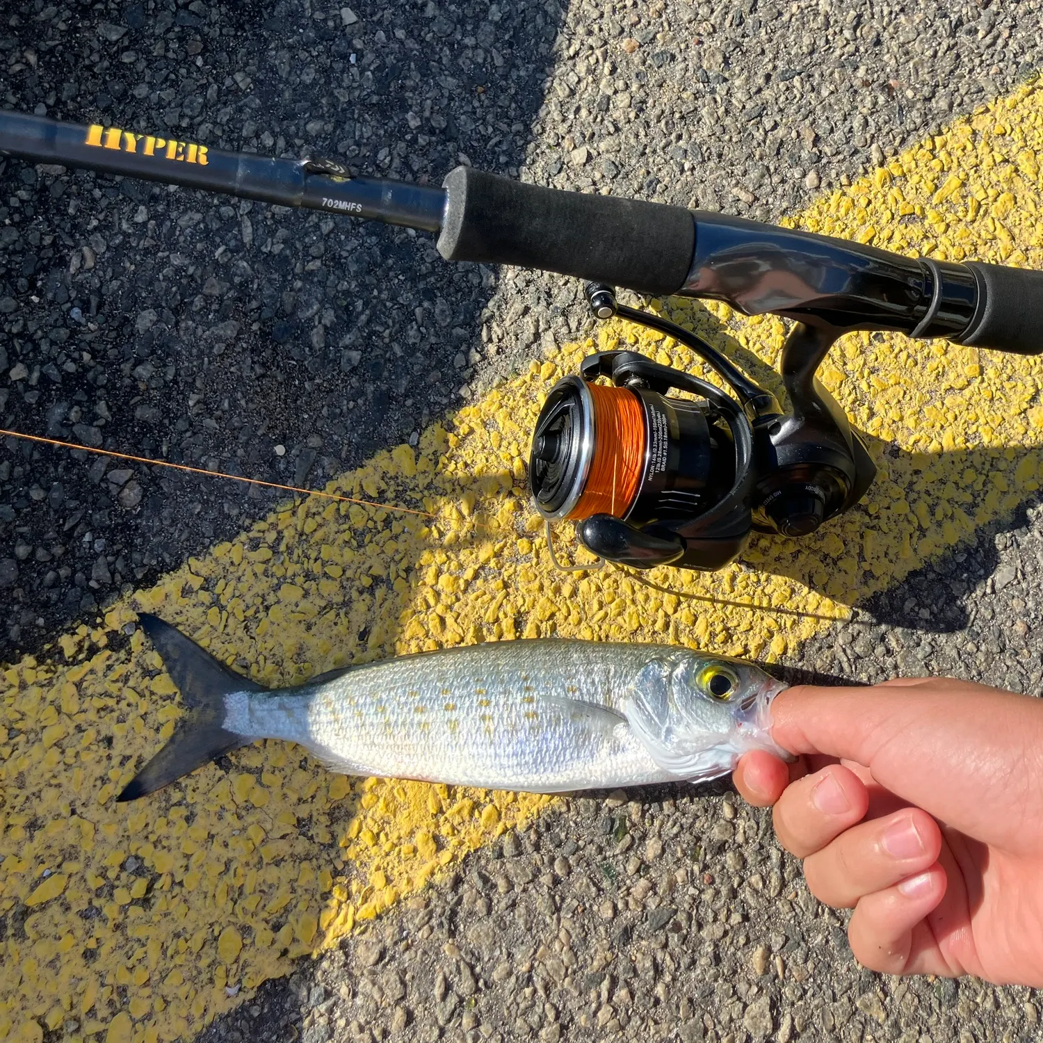 The most recent Australian ruff catches on Fishbrain