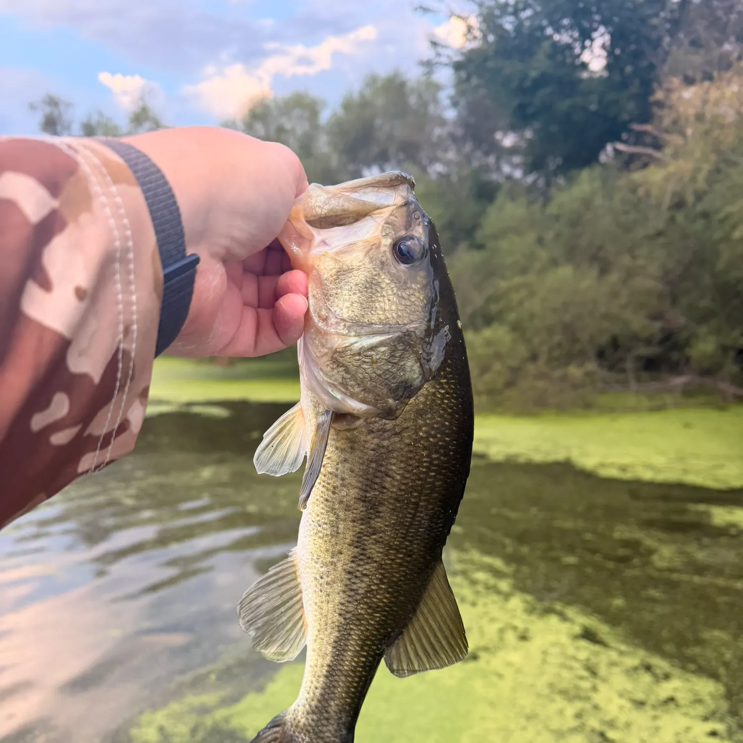 Largemouth bass caught on Fishbrain