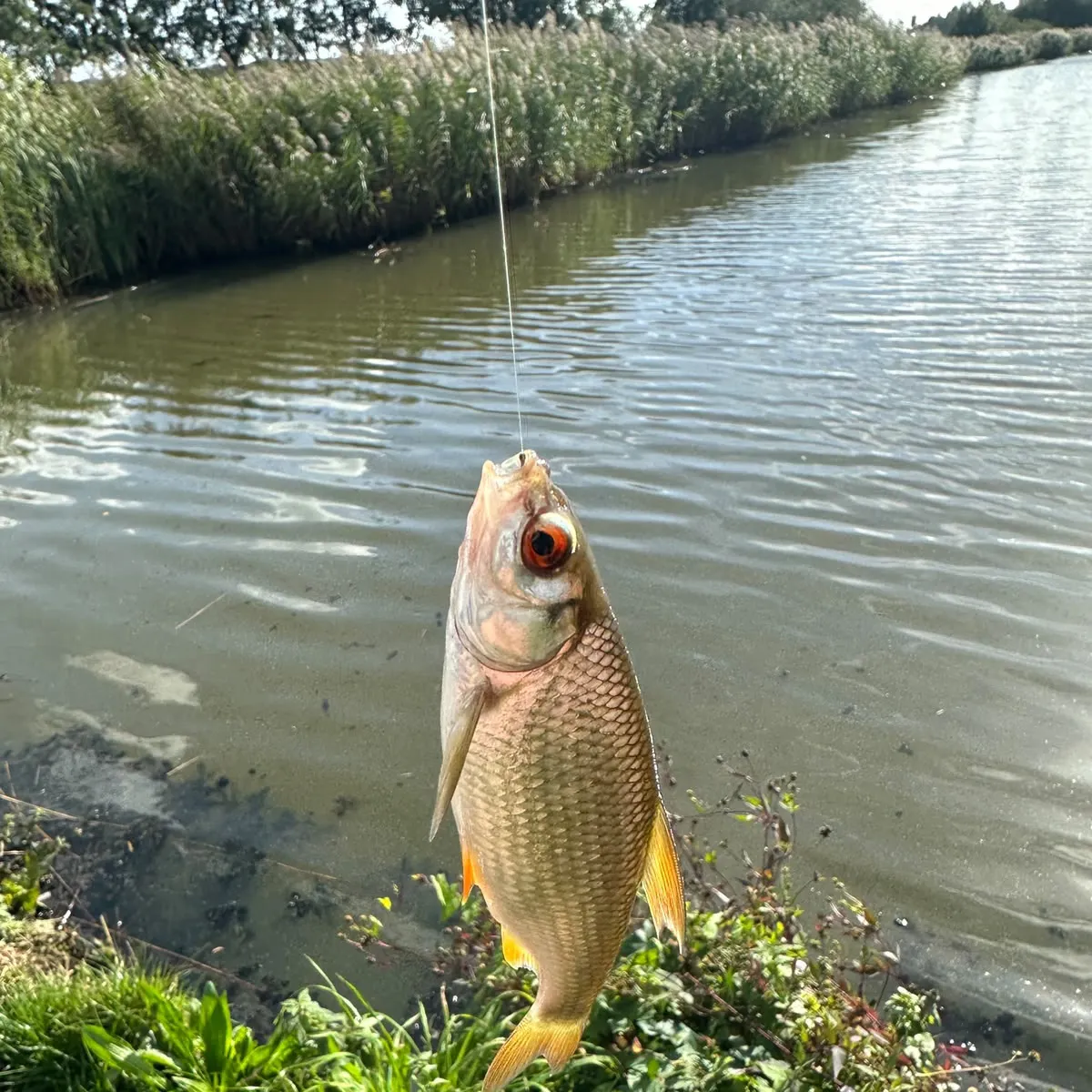 Fish caught on Fishbrain