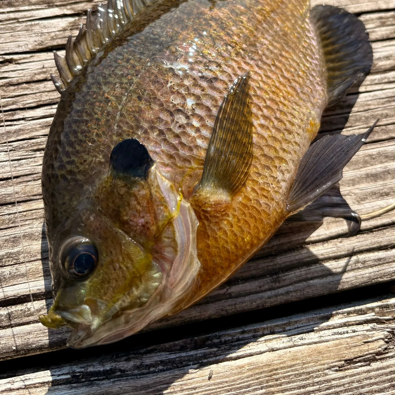 recently logged catches